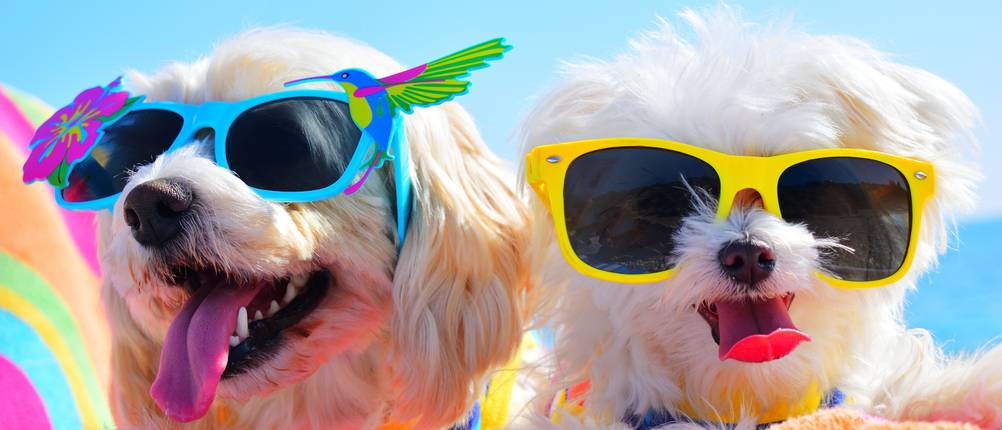 hundebrille sonnenbrille