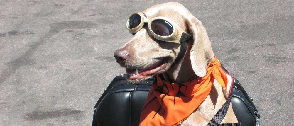 hundebrille vergleich