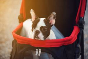 Hundebuggys bis 40 kg eignen sich für größere Hunde, Hundebuggys bis 20 kg eignen sich für kleinere Hunde oder auch Katzen.