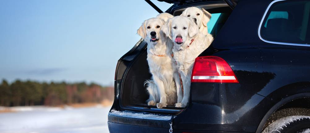 hundedecke-auto test
