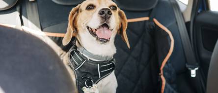 Auto Hundedecke Gepolstert für den Rücksitz 