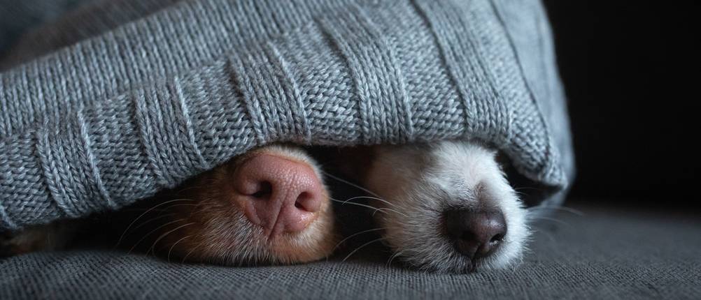 Hundedecke Test