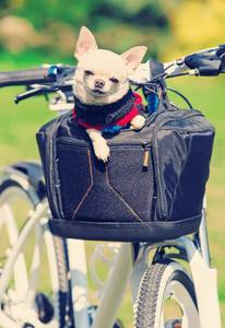 Hundefahrradkorb Ausflug
