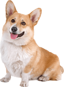 Corgi