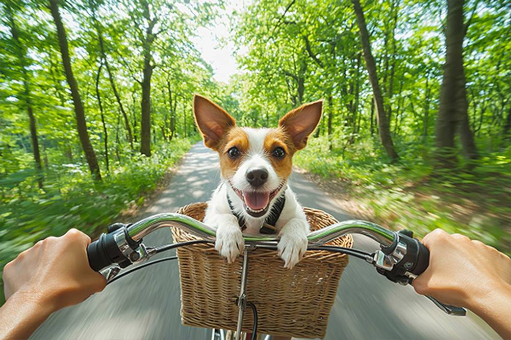 Hundefahrradkorb (vorne) im Test: Ein kleiner weißer Hund, der in einem Fahrradkorb sitzt.