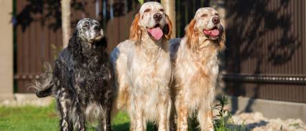 gutes trockenfutter welpen Trockenfutter - Welpe und Junior main image 0