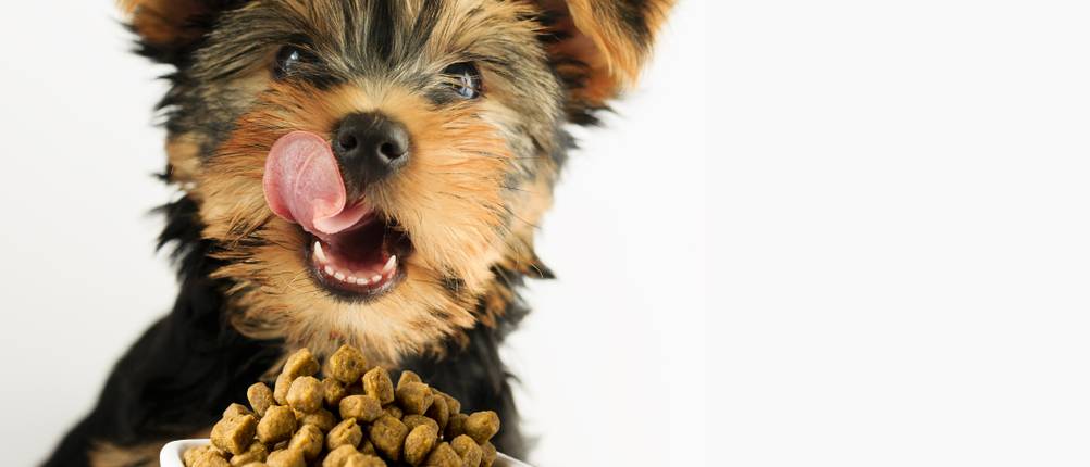 Hundefutter-für-Magen-Darm-empfindliche-Hunde-Test