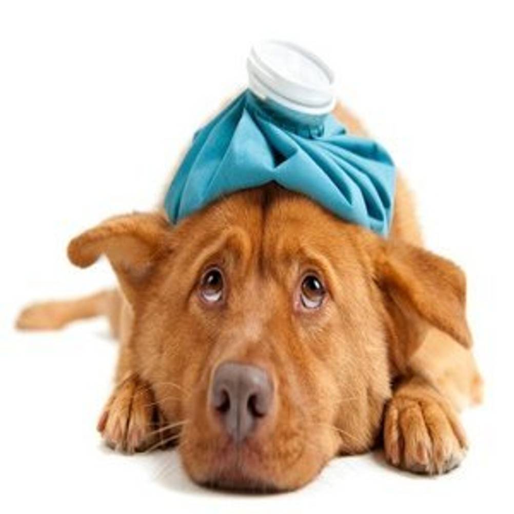 Hundefutter mit Getreide ist ungesund für den Hund