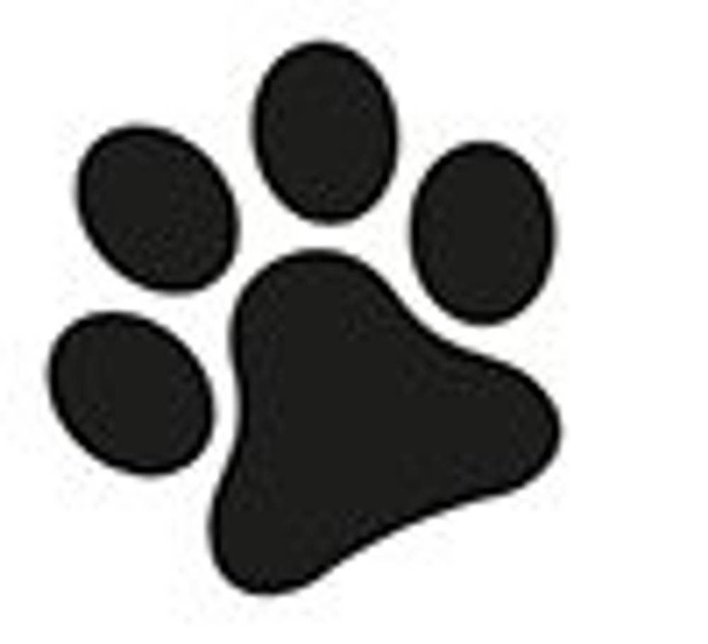 hundefutter-hund