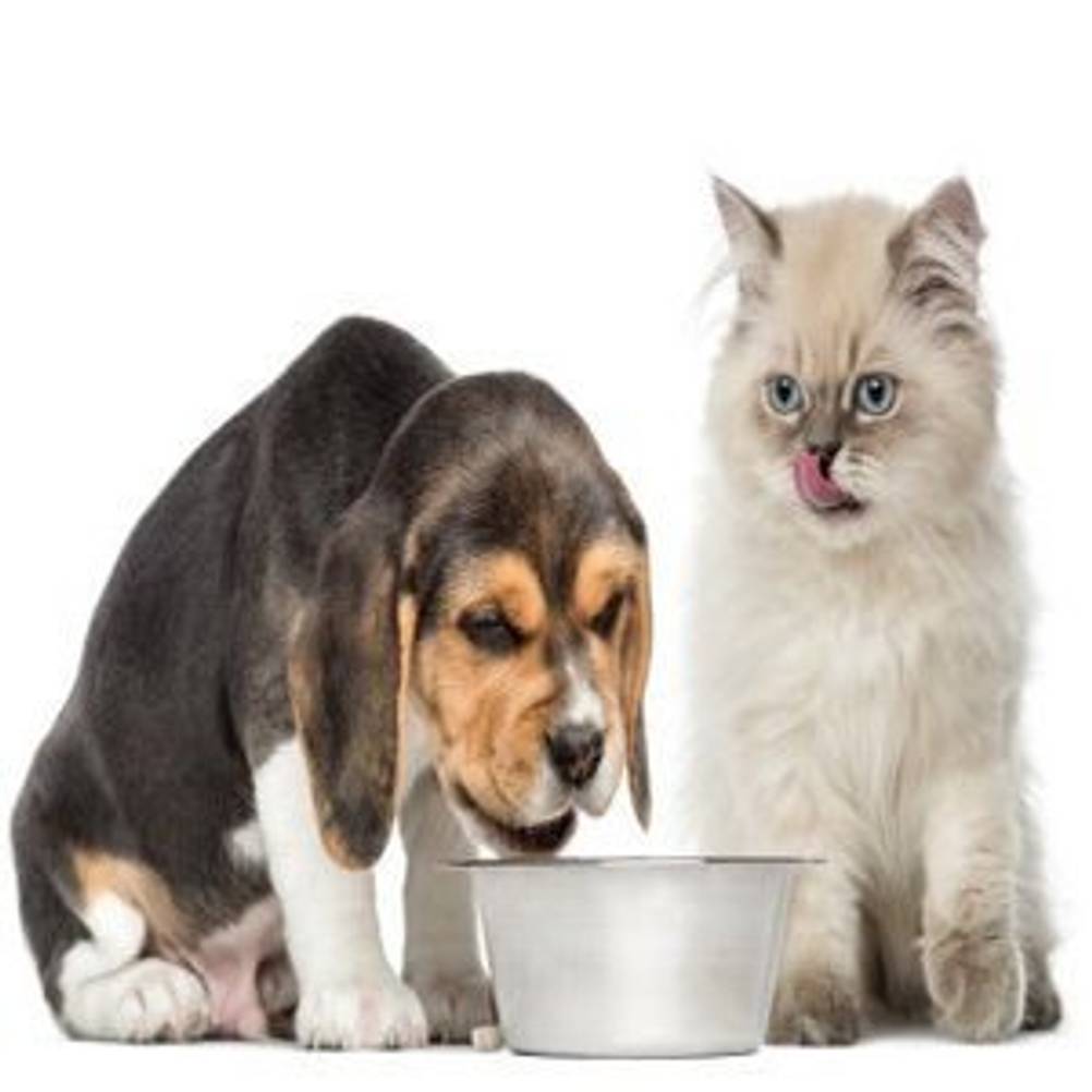 Katzen und Hunde sollten sich ihr Futter nicht teilen
