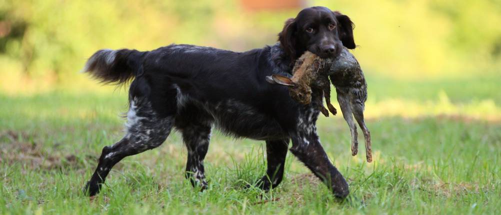 Hundefutter-Single-Protein Test