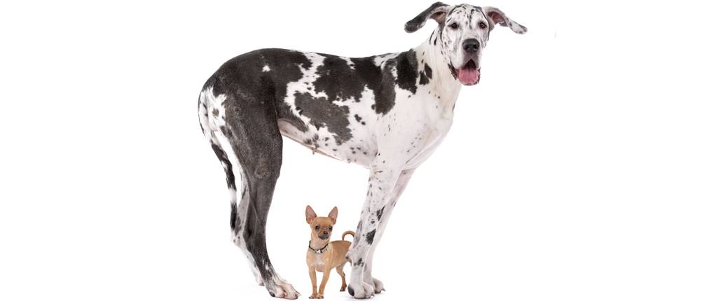 Hundefutter-Test