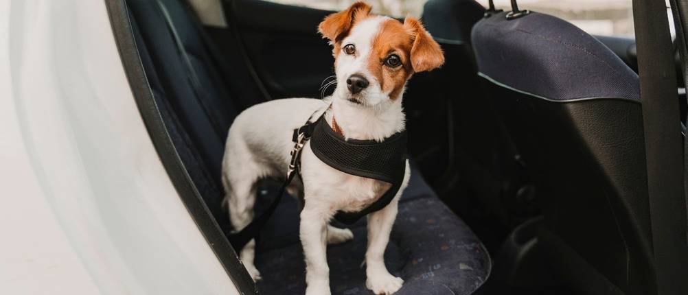 Hundegeschirr-Hunter-Test