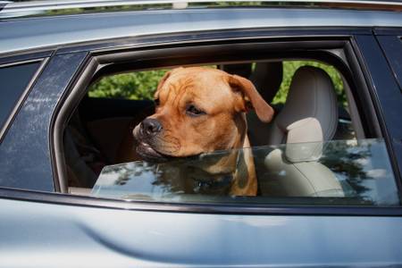 Auto Trenngitter Hund – Die 15 besten Produkte im Vergleich - Autolifestyle  Ratgeber