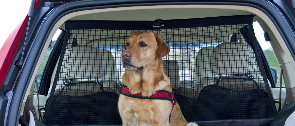 hundegitter auto