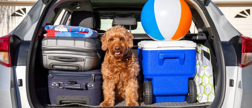 Hundehaftpflicht im Vergleich: Ein Hund sitzt zwischen Gepäck in einem offenen Kofferraum.