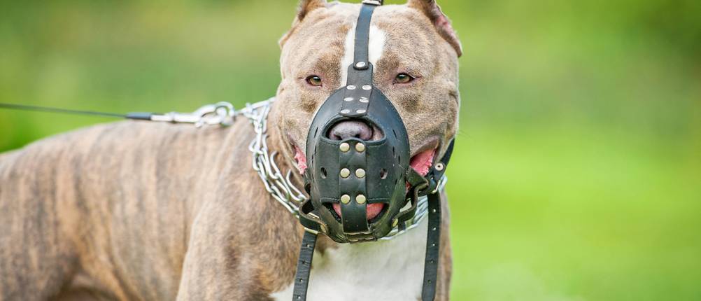 Hundehaftpflicht-Vergleich: Ein American-Staffordshire-Terrier trägt einen Maulkorb.