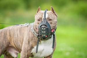 Hundehaftpflicht-Test: Ein American-Staffordshire-Terrier trägt einen Maulkorb.