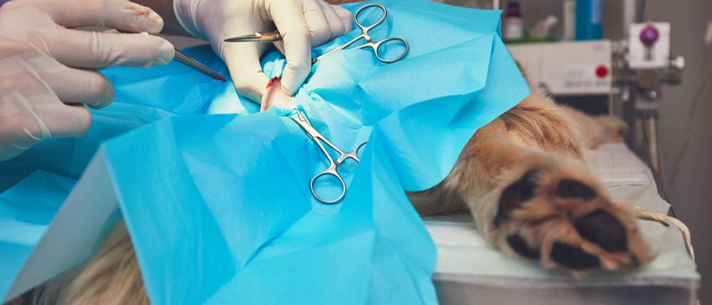 Hundehaftpflicht-Test Ein Hund liegt auf einem OP-Tisch und wird von einem Arzt operiert.
