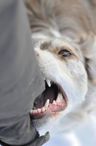 Hundhaftpflicht im Test: Ein Hund beißt einer Person ins Hosenbein.