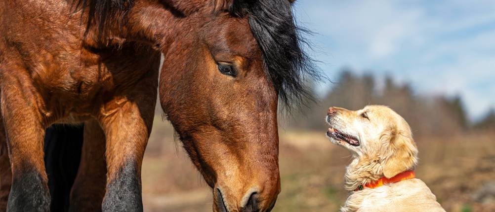 Hundehaftpflicht im Vergleich: Ein Hund sitzt neben einem Pferd.