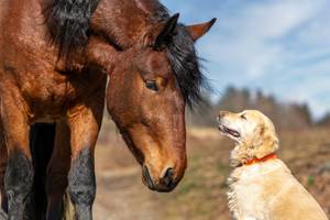 Hundehaftpflicht im Test: Ein Hund sitzt neben einem Pferd.