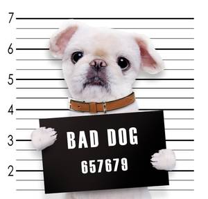 Hundehaftpflicht-Test