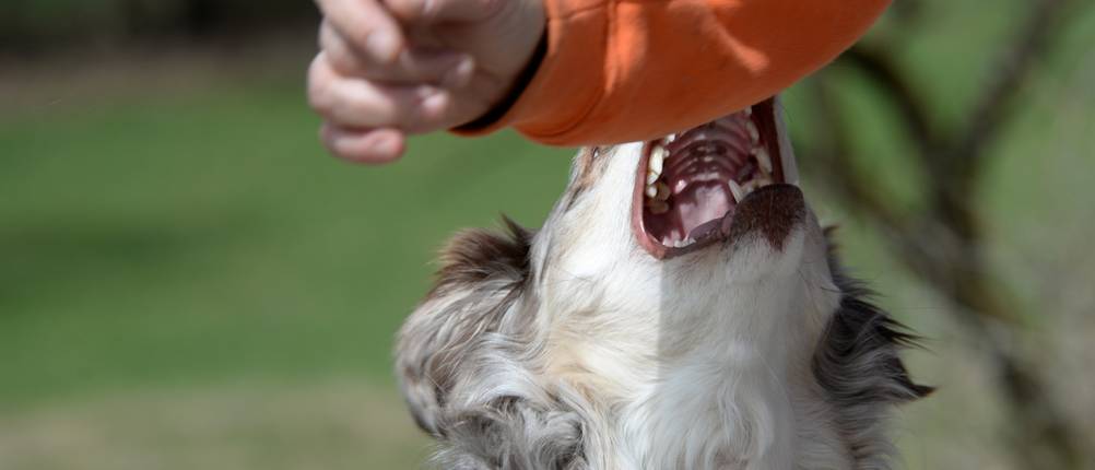 Hundehaftpflicht-Vergleich: Ein Hund beisst eine Person in den Arm.