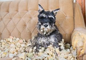 Hundehaftpflichtversicherung-Vergleich