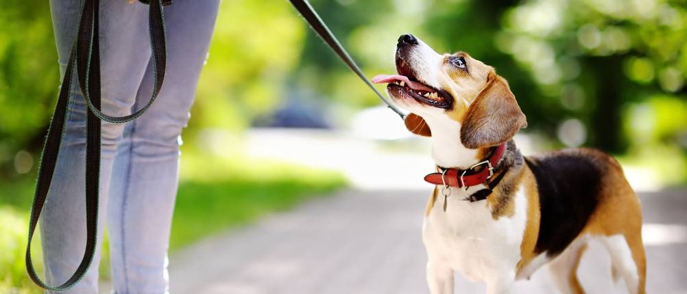 hundehalsband breit