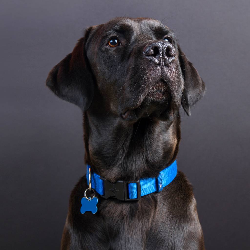 hundehalsband selbst gestalten