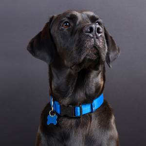 hundehalsband selbst gestalten