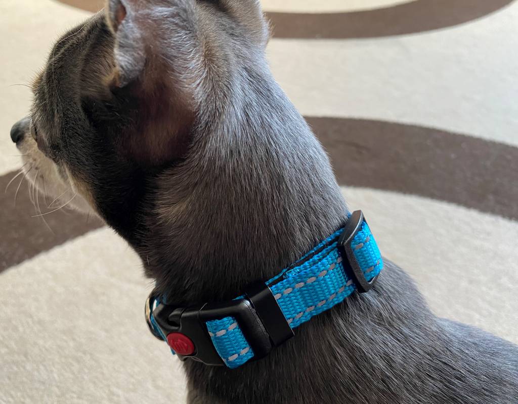 Taglory Hundehalsband DC062