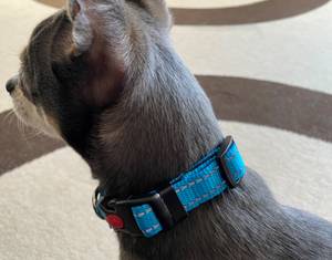 Taglory Hundehalsband DC062