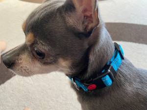 Taglory Hundehalsband DC062