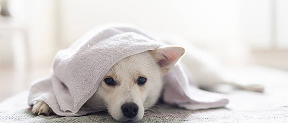 Hundehandtuch im Test: Ein weißer Hund, der in ein ebenfalls weißes Handtuch gehüllt ist.