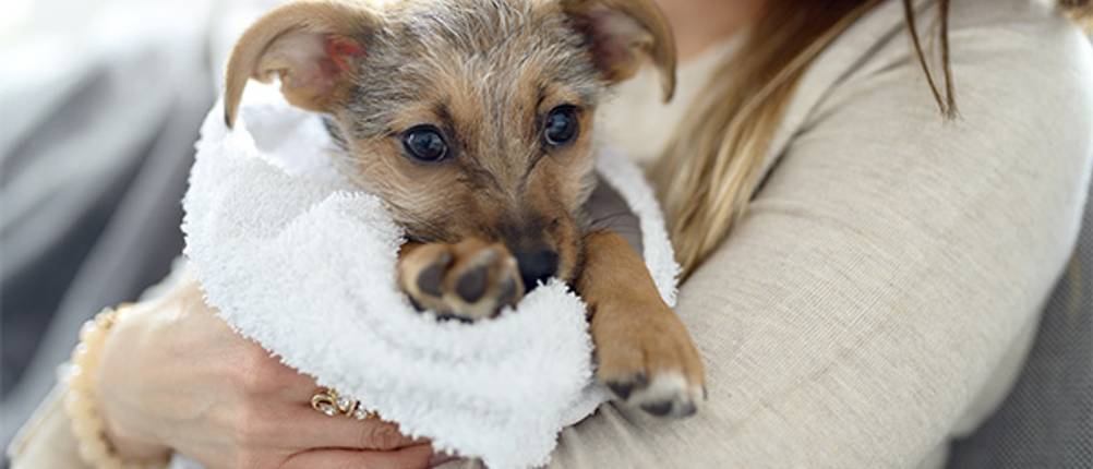 Hundehandtuch-Test: Ein kleiner Hund, der in ein weißes Handtuch gewickelt ist, in den Armen einer Frau.