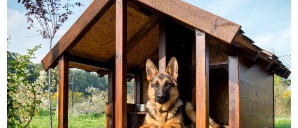Hundehütte XXL im Test: Ein Schäferhund sitzt draußen im Garten in seiner Hundehütte.