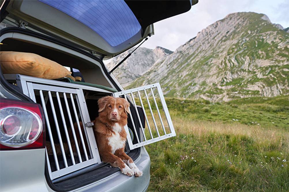 Hundekäfige im Test: Ein großer Metall-Hundekäfig im Kofferraum eines silbernen Autos. Darin sitzt ein großer Hund.