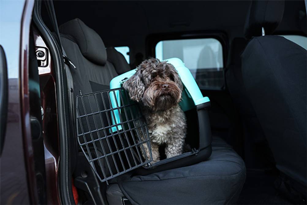 Hundekäfig im Test: Ein kleiner Hund auf dem Rücksitz in einem Hundekäfig aus Kunststoff.