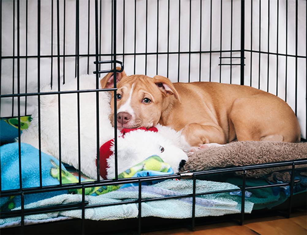 Hundekäfig im Test: Ein Hund, der sich mit einem Kuscheltier in einen Metallkäfig zurückgezogen hat.