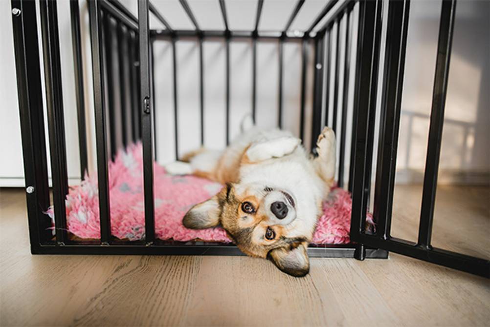 Hundekäfig im Test: Ein Hundekäfig aus Metall mit einer rosa Decke. Darauf liegt ein kleiner Hund auf dem Rücken.
