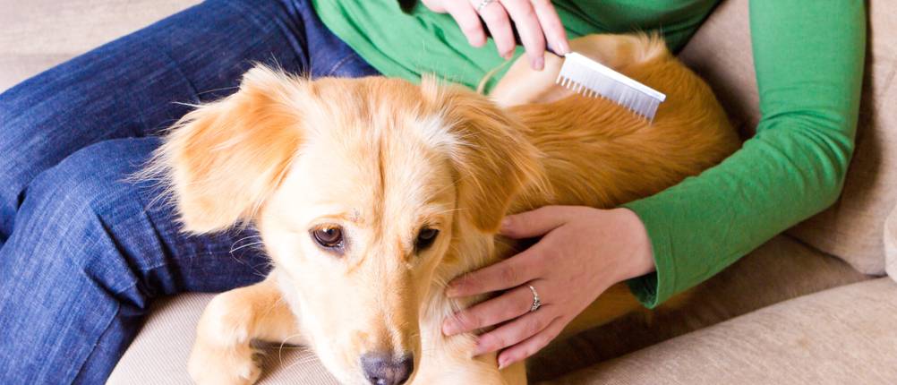 Hundekamm-Test