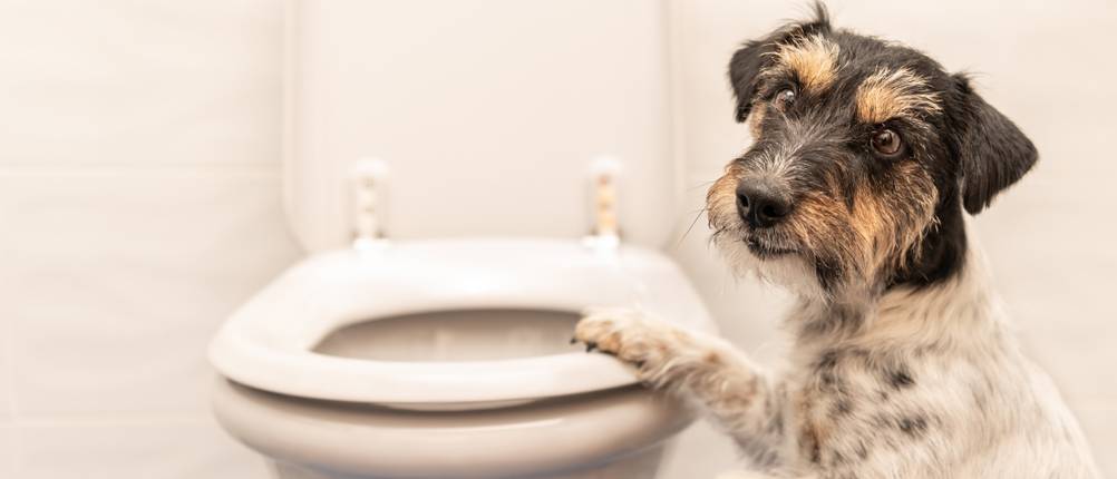 Hundekotschaufel Test