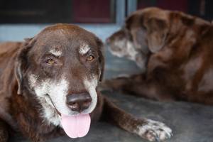 Hundekrankenversicherungen getestet: Zwei ältere braune Hunde liegen auf dem Boden.