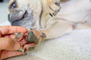 Test von Hundekrankenversicherungen: Ein Hund liegt auf der Seite und hat eine Schnittverletzung an der Pfote.