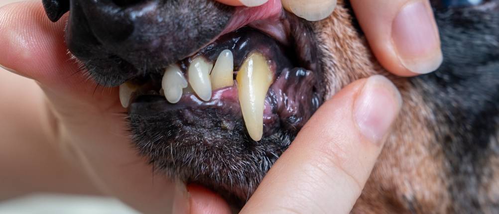 Hundekrankenversicherungs-Vergleich: Ein Tierarzt zieht die Lefzen eine Hundes nach oben, um die Zähne zu zeigen.