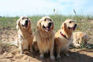 agila-hundeversicherung-tarife