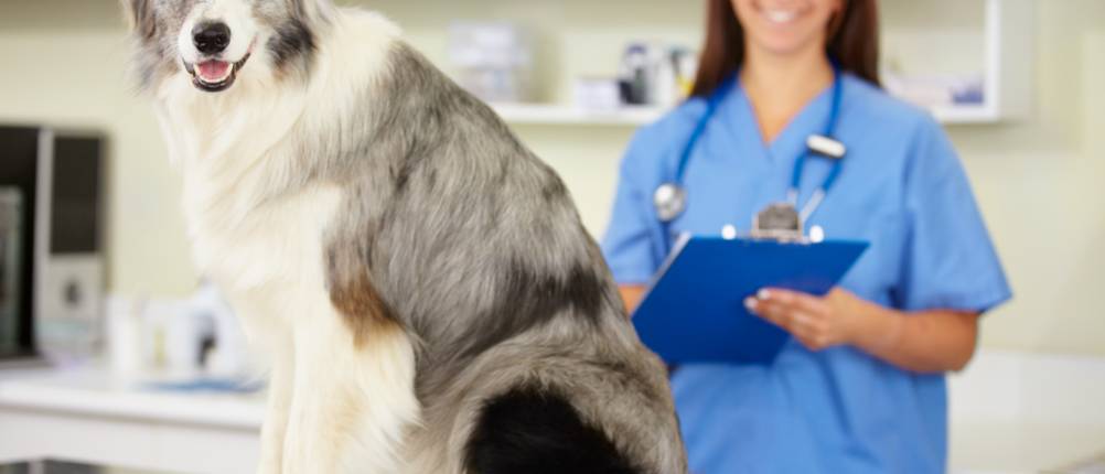 Vergleich verschiedener Hundekrankenversicherungen: Ein Hund sitzt auf einem Untersuchungstisch, im Hintergrund ist eine Tierärztin zu sehen.
