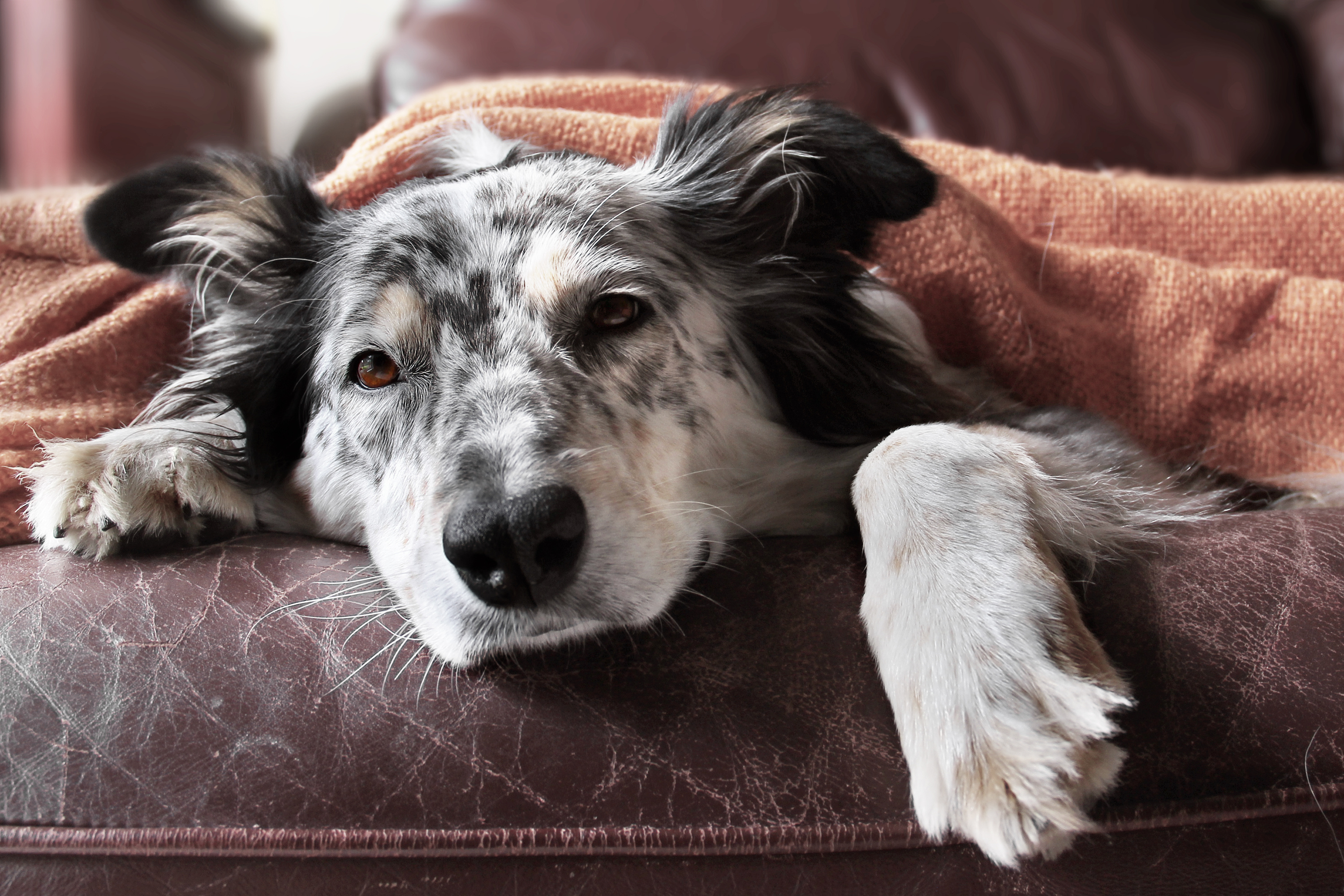 Hundekrankenversicherung: Top 10 Test & Vergleich